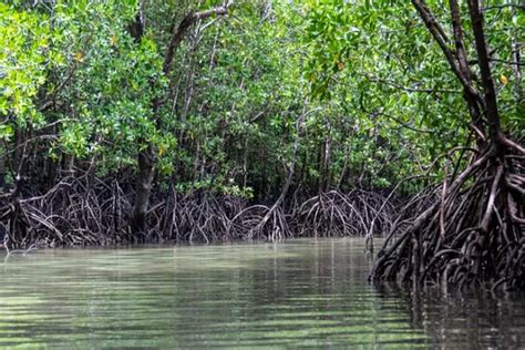 10 Spot Ekowisata Mangrove Terbaik Di Indonesia Rasakan Sensasi