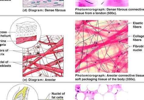 Tissue Biology Human Body Tissues