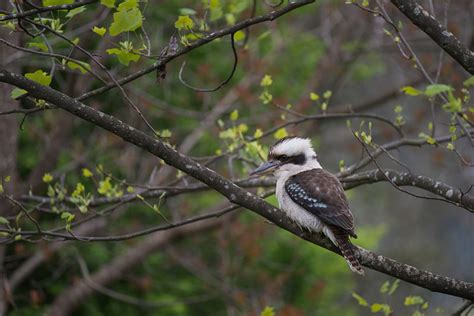 Vogel Lachender Kookaburra Federn Kostenloses Foto Auf Pixabay