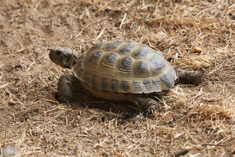 Tortue Des Steppes