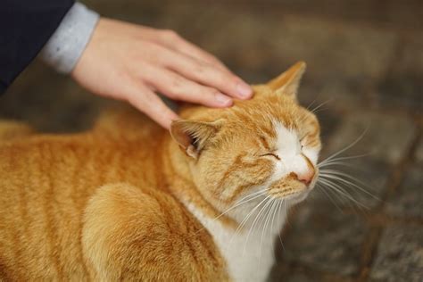 猫が喜ぶ撫で方5つのコツ！上手に撫でる方法教えます！