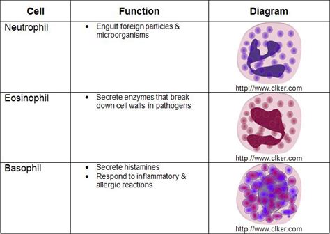 Second Line Of Defence Immune System