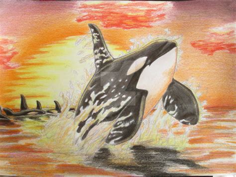 Orca Sunset-if i was free by Kaimona on DeviantArt