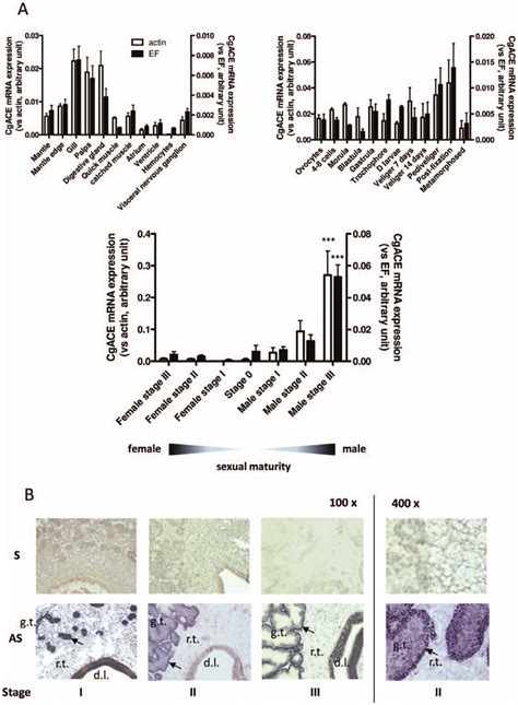 Mrna Expression Of Cgace A Relative Cgace Mrna Expression Levels In Download Scientific