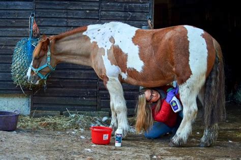 Girl Thinks She Has The Worst Job In The World Horse Spirit