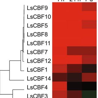 Heat Map Showing Transcript Levels Of The Lscbf Genes Under Cold