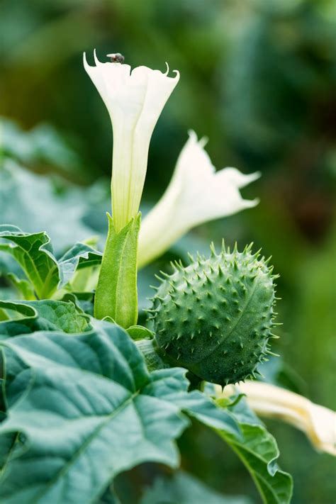 Jimson Weed (Datura stramonium) – Stimulates Dreams - Pegasus Products