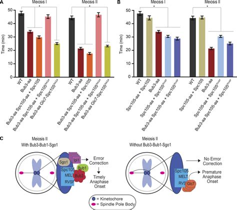 Bub3 Regulates The Ipl1 PP1 Balance At The Kinetochore Ensuring Proper