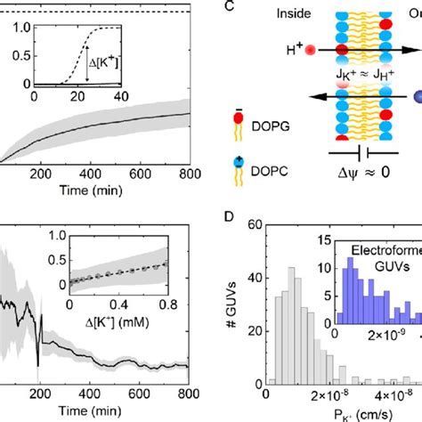 Quantification Of K Permeability Across Single Guvs A Variation Of