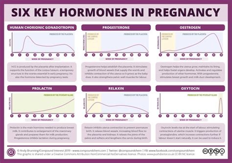 Lactogenesis The Physiology Of Breastfeeding Flashcards Quizlet