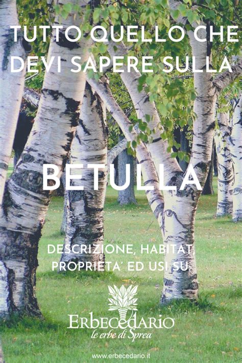 Descrizione Storia Habitat Uso Propriet E Benefici Della Betulla