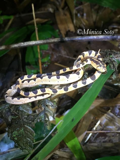 Common Blunt headed Tree Snake from Jiménez Jiménez Cartago CR on