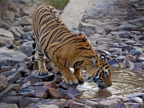 Tiger Ranthambhore Rajasthan Indian Excursions Co