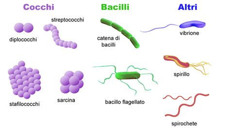 Diagramma Batteri Quizlet