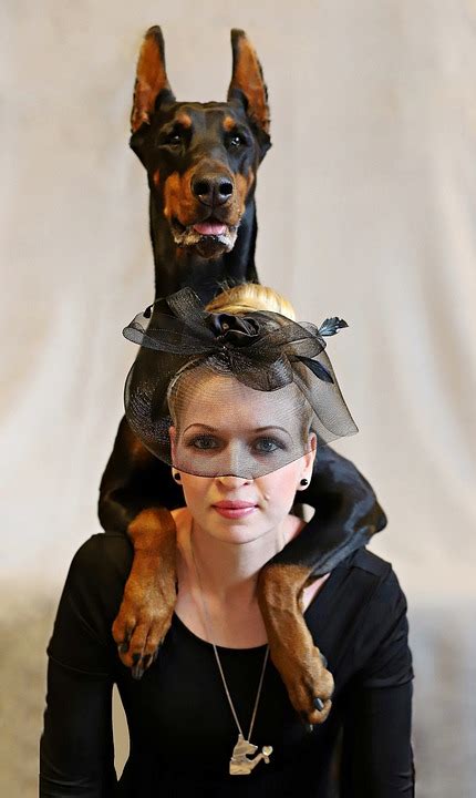 Doberman Chien Femme Blonde Photo Gratuite Sur Pixabay