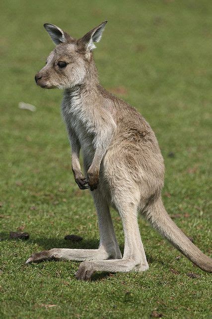 Second day in Oz and we got to hang out with baby kangaroos on campus! Their fur is so soft!