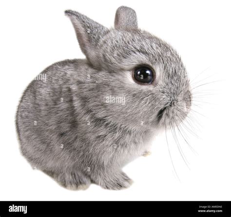 Domestic Rabbit Oryctolagus Cuniculus F Domestica Germany Stock