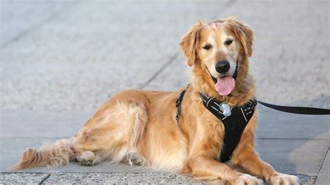 The 8 Best Harnesses for Golden Retrievers