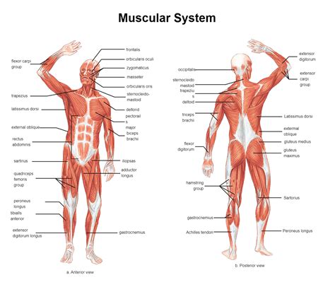 Human muscular system anatomy – Artofit