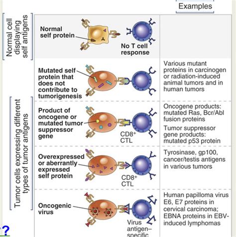 Chapter 11 Immune Responses Against Tumors And Transplants Flashcards