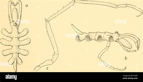 Fig 38 Heteronymphon Kempi Gen Et Sp N A Holotype Dorsal View