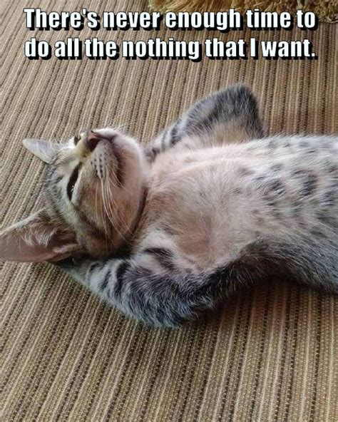 Too Many Naps Lolcats Lol Cat Memes Funny Cats Funny Cat