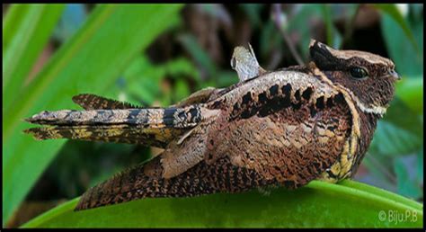 Great Eared Nightjar Birdforum Opus Birdforum