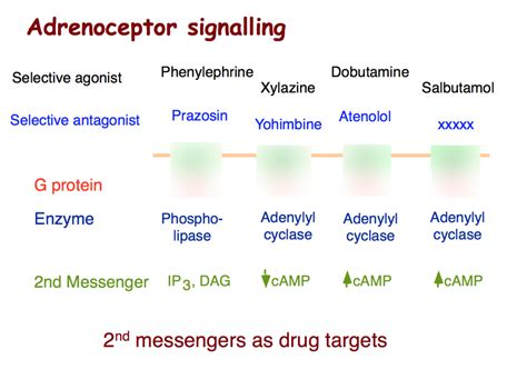 Week 9 - L 27 Noradrenergic receptors Diagram | Quizlet