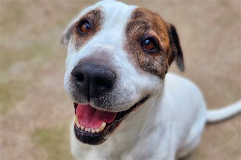 Animals Available To Adopt From The Rspca Kiddo Mag
