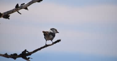 Final Report: Golden Eagle Migration Survey 2018 | Montana Audubon