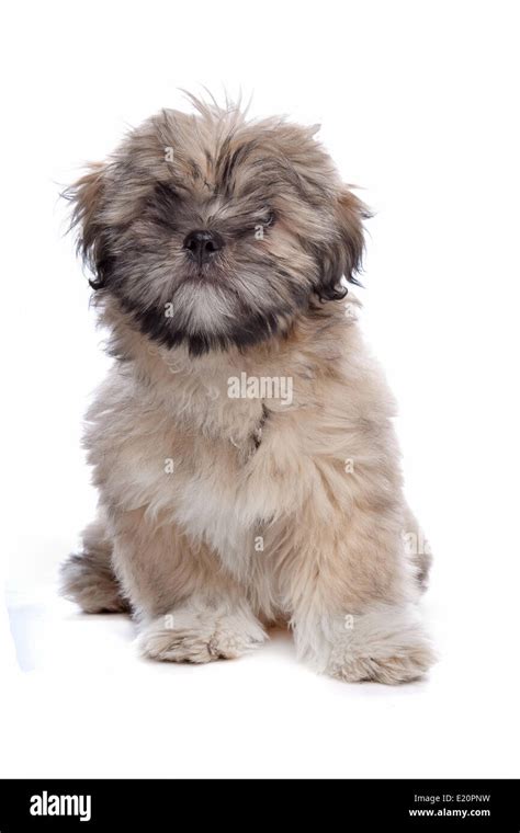 Lhasa Apso Puppy Hi Res Stock Photography And Images Alamy