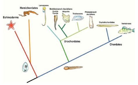 Lec Cephalochordate Urochordata Lec Ascidiacea