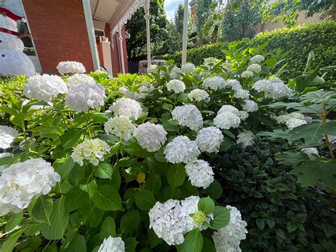 Hydrangea Macrophylla White Ball Ian Barker Gardens