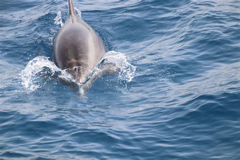 Los Cristianos Excursión en Velero para Avistar Ballenas y Refrescos