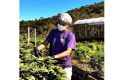 Fazenda De Maconha Medicinal Em Paty Do Alferes Atende 7 3 Mil