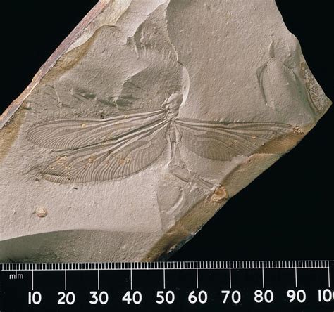 Hawker Dragonfly Fossil Photograph By Natural History Museum London