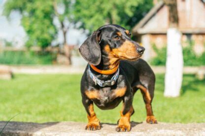 Perro Salchicha Negro Y Fuego Hechos Or Genes E Historia Con Im Genes