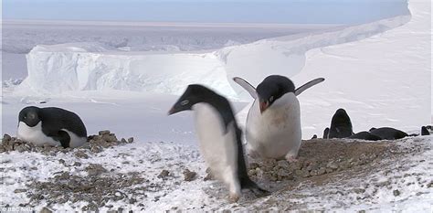 Bbc Frozen Planet Killer Whales Pictured In Arctic Ice Feature In New