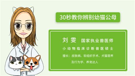 2个月小猫如何分辨公母 百度经验