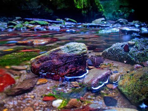 Carnarvon Gorge, Carnarvon National Park | Parks and forests ...