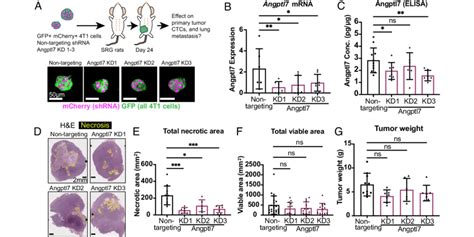 Suppression Of Angptl Normalizes Tumor Necrosis A Experimental