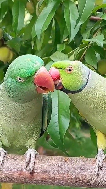 Indian Ringneck Parrot Feeding Alexandrine Parrot Youtube