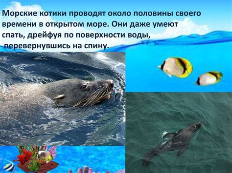 Морской котик - презентация онлайн