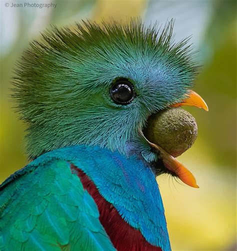 The Resplendent Quetzal Pharomachrus Mocinno Found In Cloud Forests