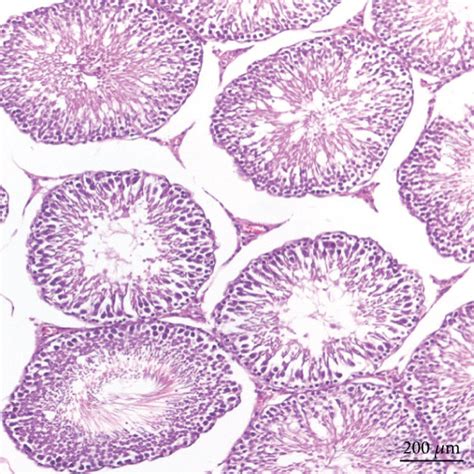 Photomicrographs Of Rat Testis Sections A From The Ra Group Showing Download Scientific