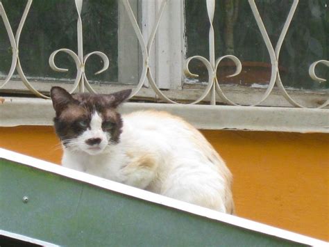 котик с пятнышком на носу