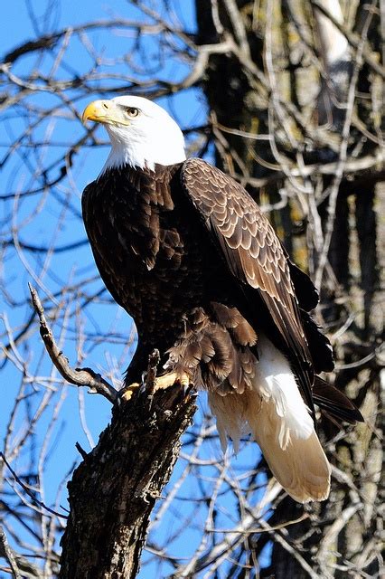 Eagle By Peterstratmoen Eagle Pictures Cool Pictures Bald Eagles