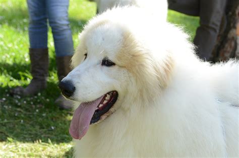 Il Cane Da Montagna Dei Pirenei Conosciuto Anche Con Il Nome