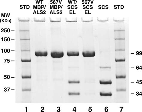 ALAS2 affinity chromatography of SCS. Amylose resin columns were loaded ...