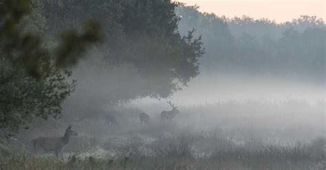 Code Geel In Westen Door Dichte Mist Binnenland Telegraaf Nl